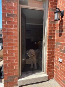 Pet Mesh Retractable Screens